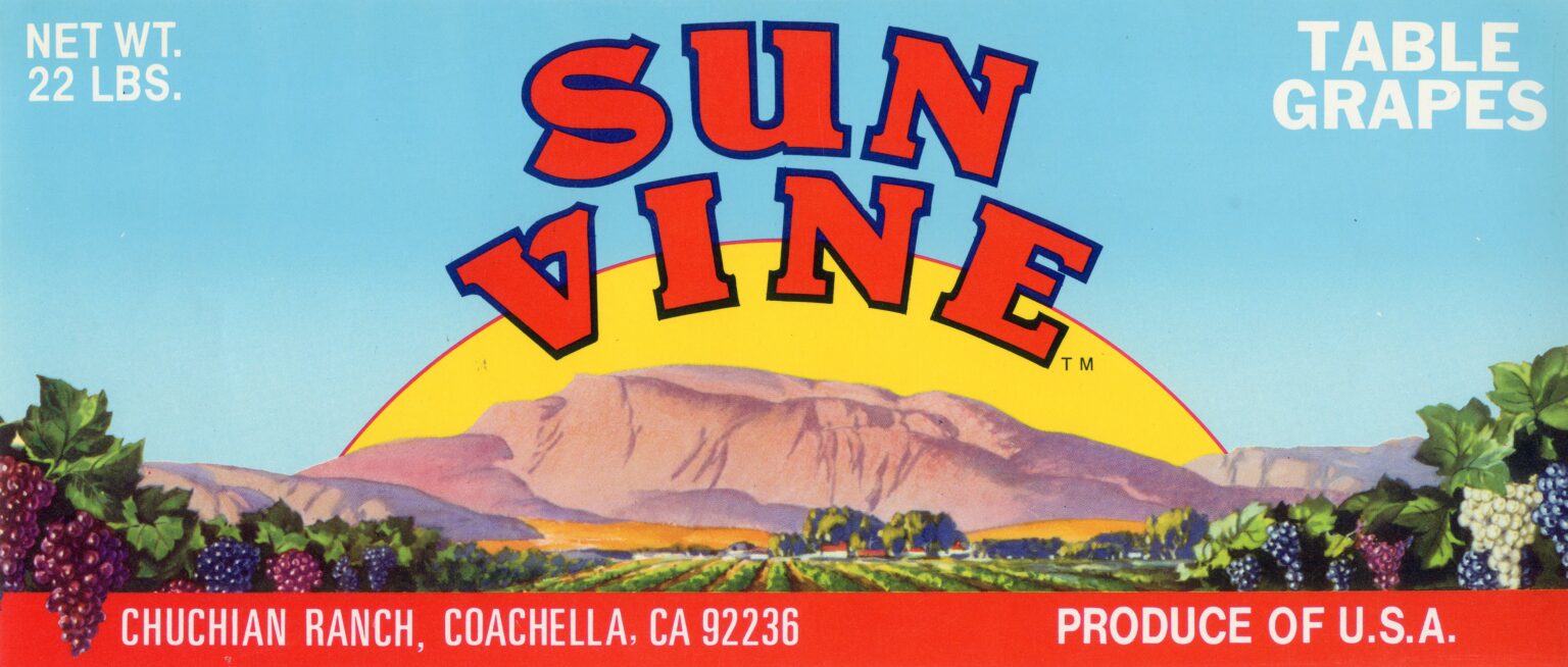 Sun Vine Sun Vine